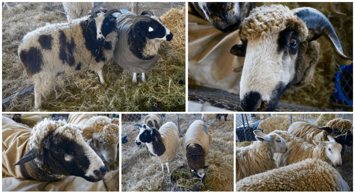 Screen Shot 2017-10-08 at 2.26.04 PM.png